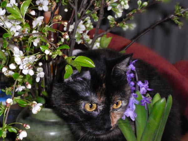koty i kwiaty